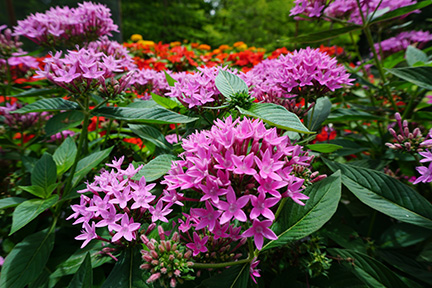 Pentas 2JPG